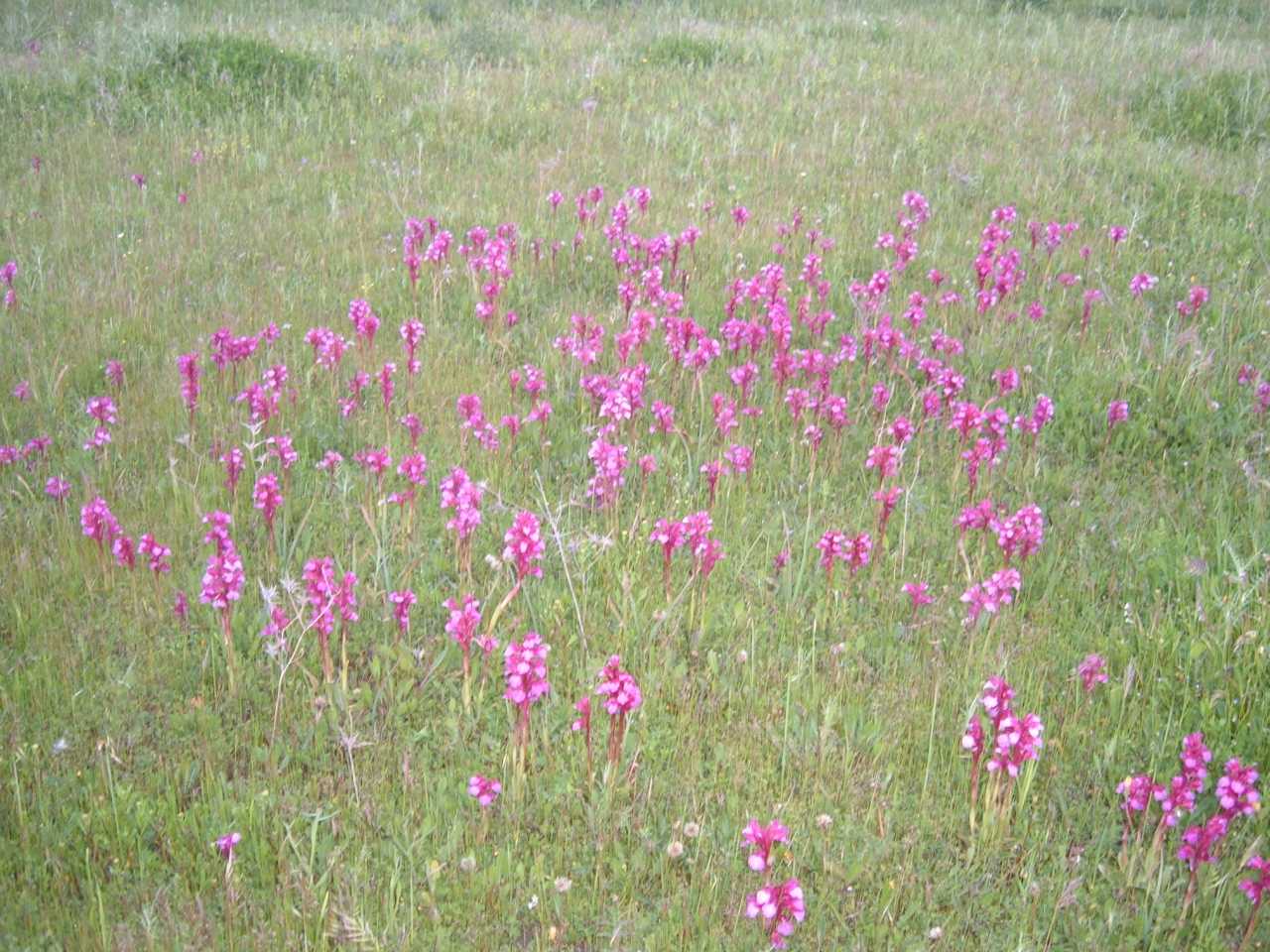 campo di orchis papilionacee..